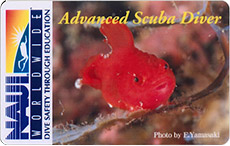 ダンゴウオ バージョン