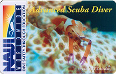 ウミウシカクレエビ バージョン