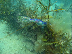 �Z�u���V�[�Y�u�r�[�`�N���[���i�b�v�C�x���g�v�J�Ái����25�N7��20���j